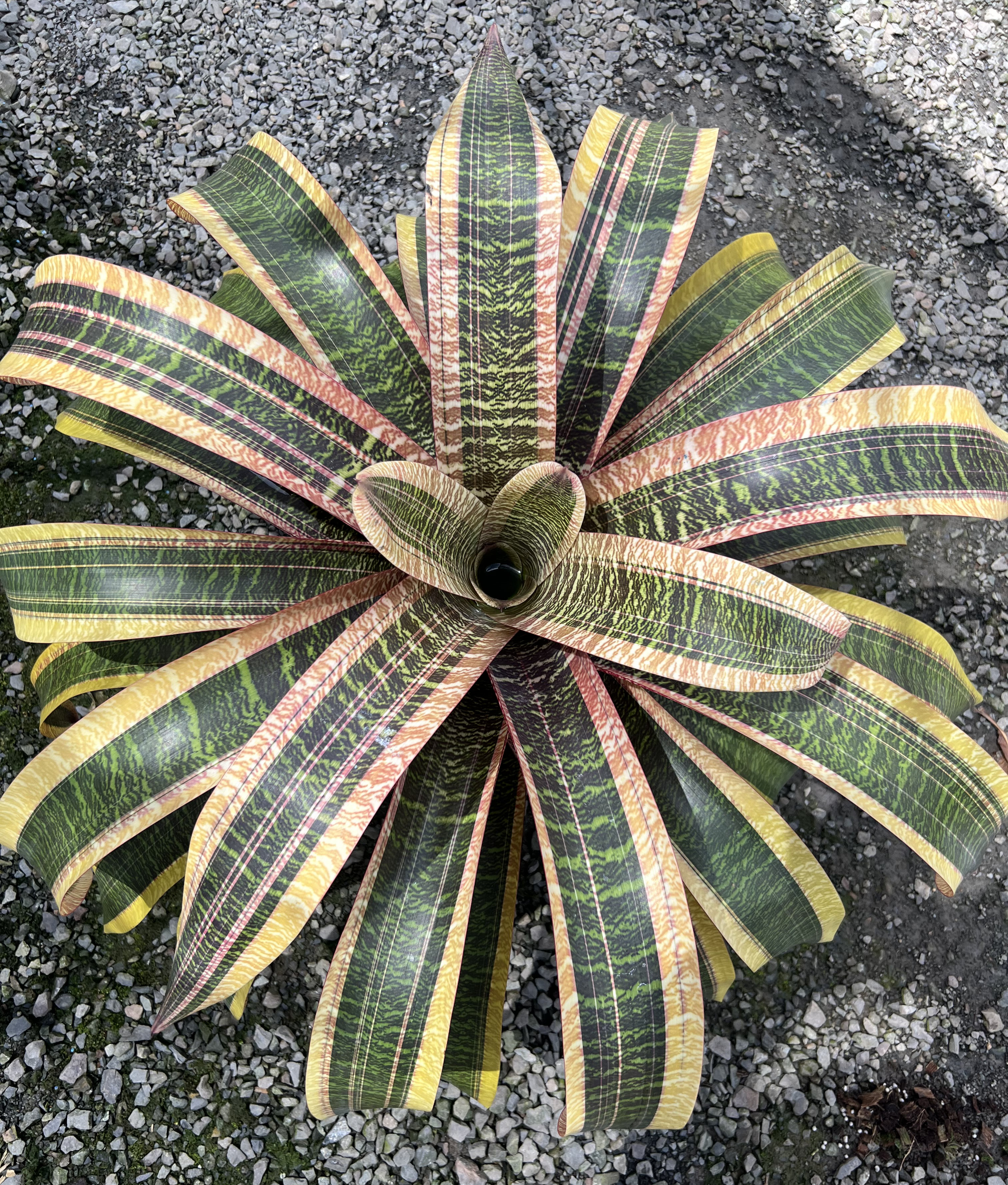 Vriesea 'Rainbow' | Fantastic Gardens Hawaii